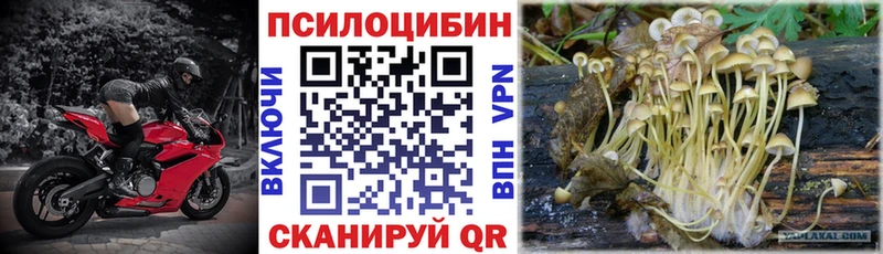 Галлюциногенные грибы Psilocybe  Кизел 